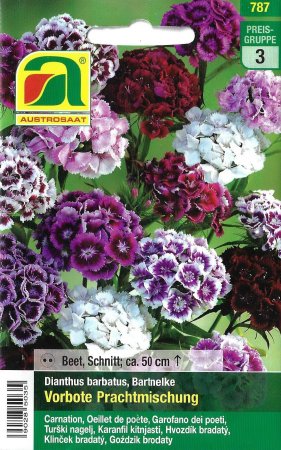 Bartnelke Vorbote Prachtmischung (Dianthus barbatus)