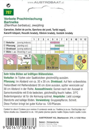 Bartnelke Vorbote Prachtmischung (Dianthus barbatus)