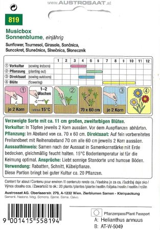 Sonnenblume Musicbox (Helianthus annuus)