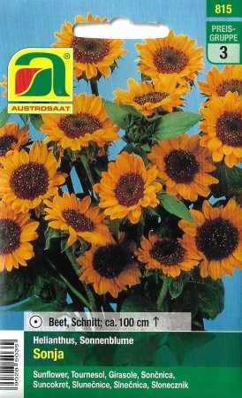 Sonnenblume Sonja (Helianthus annuus)