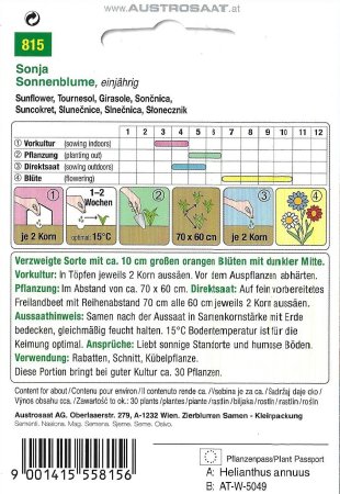 Sonnenblume Sonja (Helianthus annuus)