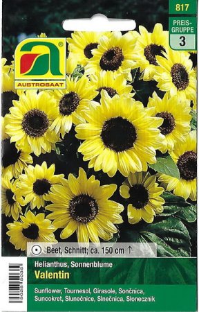 Sonnenblume Valentin (Helianthus annuus)