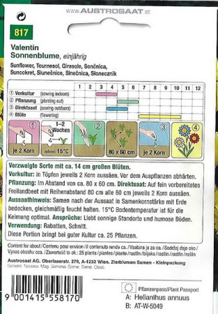 Sonnenblume Valentin (Helianthus annuus)