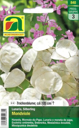 Silberling Mondviole (Lunaria biennis)