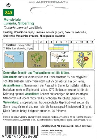 Silberling Mondviole (Lunaria biennis)