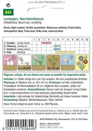 Levkoje, Nachtduftstock (Matthiola bicornis)