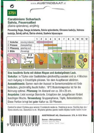 Feuersalbei Carabiniere Scharlach (Salvia splendens)