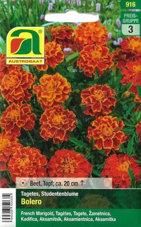 Studentenblume Bolero (Tagetes patula)