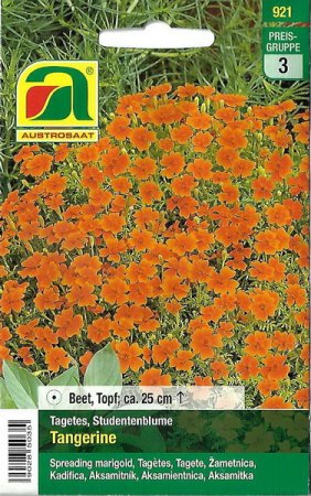 Studentenblume Tangerine (Tagetes tenuifolia)