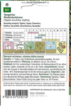 Studentenblume Tangerine (Tagetes tenuifolia)