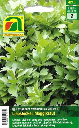 Liebstöckel, Maggikraut (Levisticum officinale)