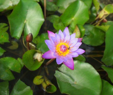 Nymphaea 'Panama Pacific' - Tropische Seerose