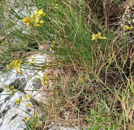 Allium flavum - Gelber Lauch