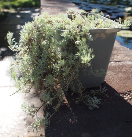 Artemisia glacialis - Gletscherraute