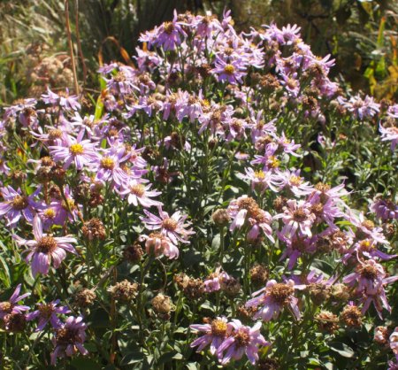 Aster amellus 'Rosa Erfüllung' - Berg-Aster