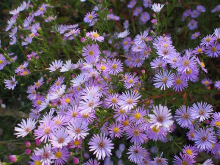 Aster pringlei 'Pink Star' - Myrten-Aster