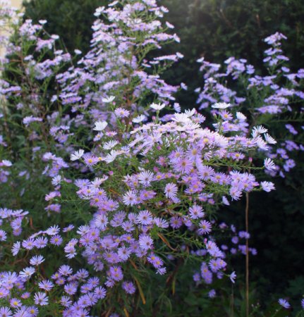 Aster pringlei 'Pink Star' - Myrten-Aster