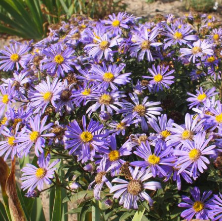 Aster amellus 'Rudolph Goethe' - Berg-Aster