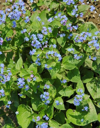 Brunnera macrophylla - Kaukasus-Vergissmeinnicht