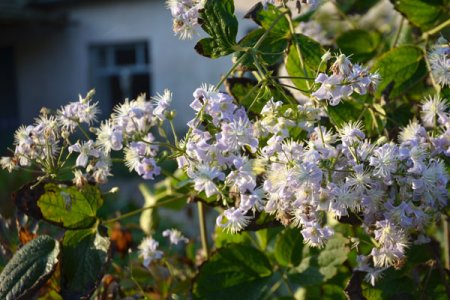 Clematis 'Mrs. Robert Brydon' - Waldrebe