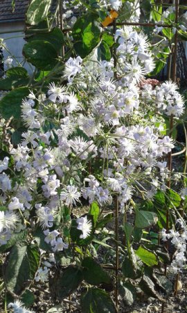 Clematis 'Mrs. Robert Brydon' - Waldrebe