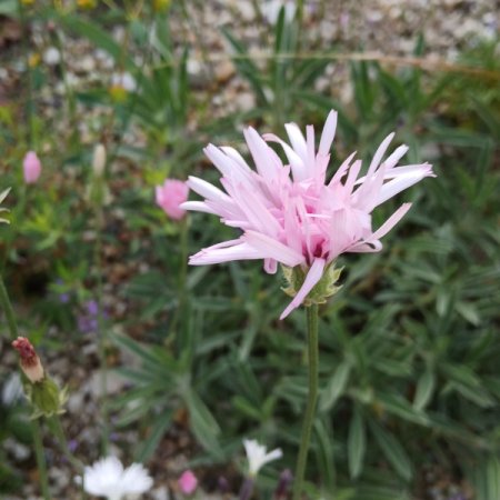 Crepis rubra - Roter Pippau