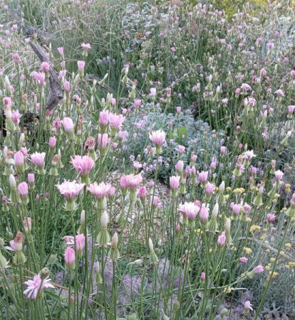 Crepis rubra - Roter Pippau