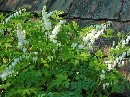 Dicentra spectabilis 'Alba' - Tränendes Herz