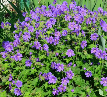 Geranium x magnificum 'Rosemoor' - Storchschnabel