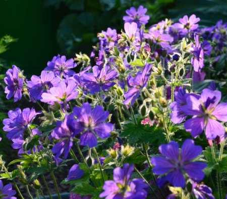 Geranium x magnificum 'Rosemoor' - Storchschnabel