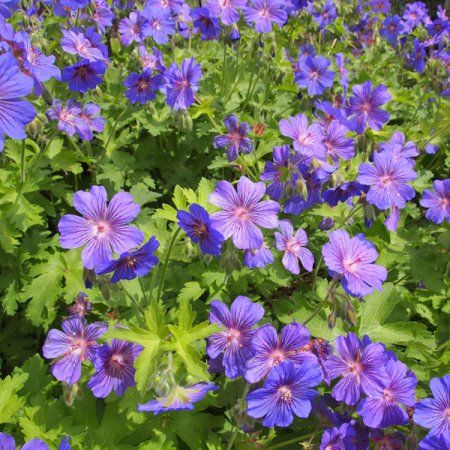 Geranium 'Sabani Blue' - Storchschnabel