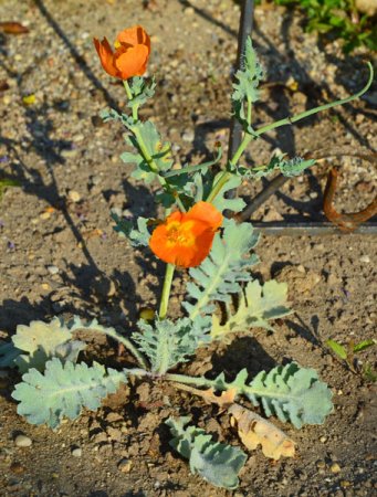 Glaucium flavum var. aurantiacum - Hornmohn (Saatgut)