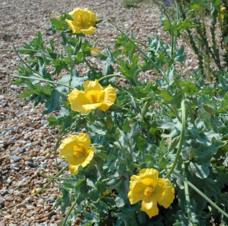 Glaucium flavum - Hornmohn