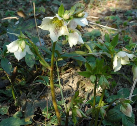 Helleborus x orientalis, weiß - Christrose