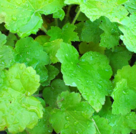 Heuchera villosa var. macrorrhiza - Zottiges Silberglöckchen