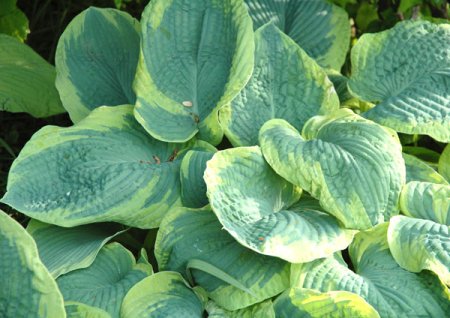 Hosta sieboldiana 'Frances Williams' - Funkie