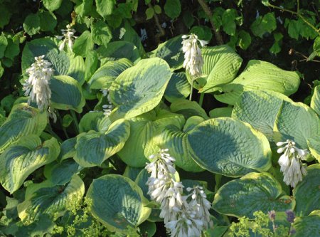 Hosta sieboldiana 'Frances Williams' - Funkie