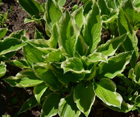 Hosta x fortunei 'Minuteman' - Funkie