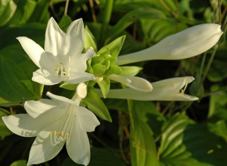 Hosta plantaginea var. japonica - Funkie