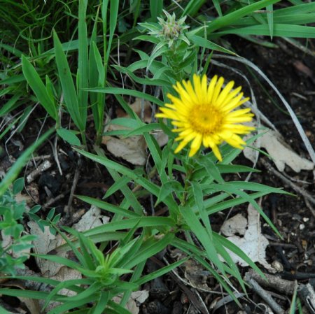 Inula ensifolia - Zwerg-Alant (Saatgut)