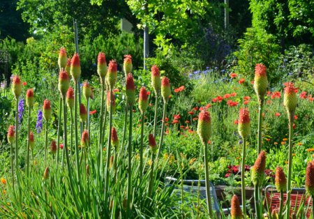 Kniphofia uvaria - Fackellilie