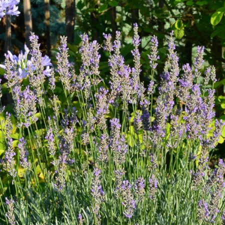Lavandula x intermedia 'Grappenhall' - Provence-Lavendel