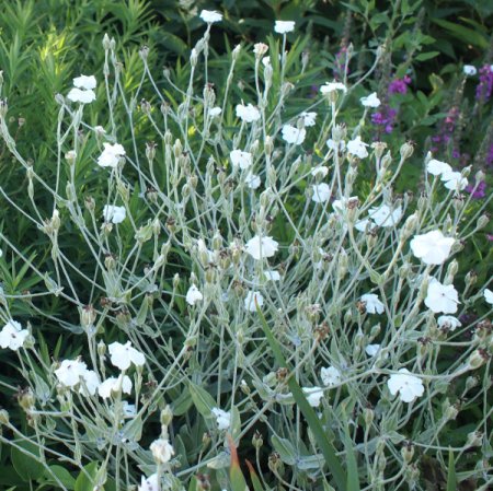 Lychnis coronaria 'Alba' - Vexiernelke (Saatgut)