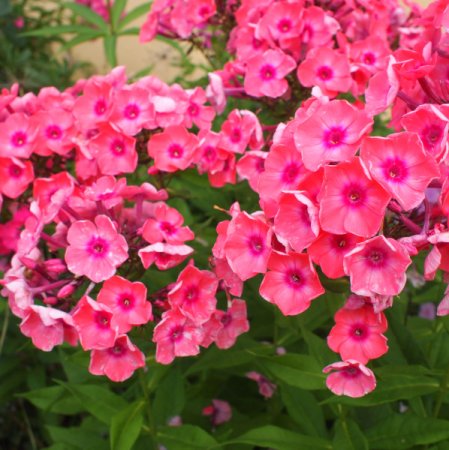 Phlox paniculata 'Gloin' - Flammenblume