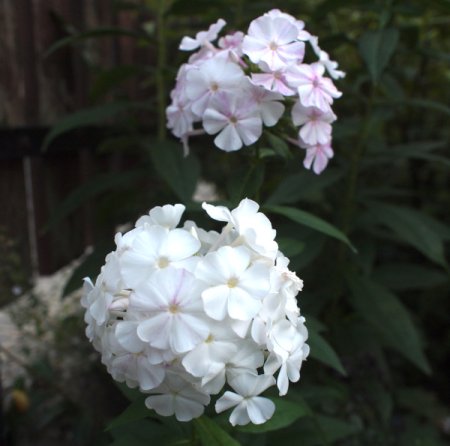 Phlox paniculata 'Bombur' - Flammenblume