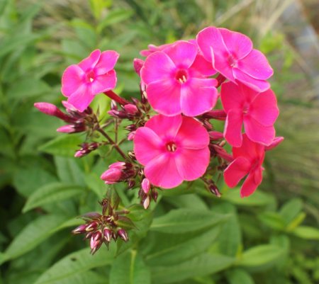 Phlox paniculata 'Thorin' - Flammenblume