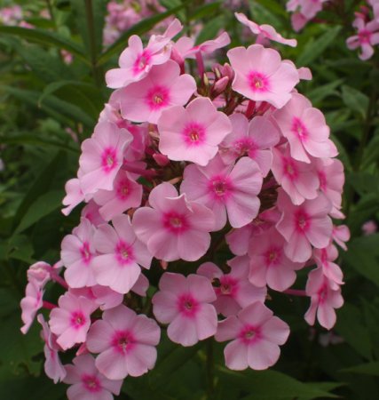Phlox paniculata 'Balin' - Flammenblume