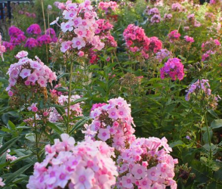 Phlox paniculata 'Farin' - Flammenblume