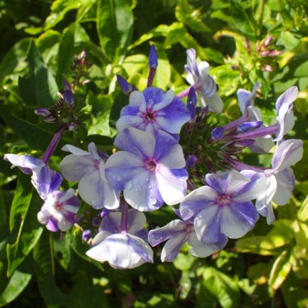 Phlox paniculata 'Gzhel' - Hoher Sommer-Phlox