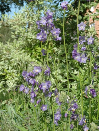 Polemonium caeruleum - Jakobsleiter